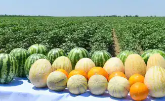 Туркестанская область достигла рекорда в сельскохозяйственном производстве, увеличив объем до 1 154,3 млрд тенге