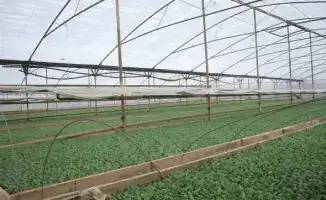 В Мактааральском районе началась посадка ранних овощных культур на 60,3 тыс. га