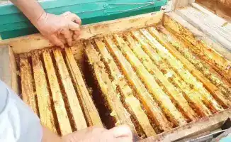 В Кыргызстане пресечен незаконный транзит меда в Россию без необходимых документов