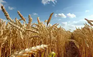 Казахстан запускает пять крупных проектов по переработке пшеницы и кукурузы до 2028 года