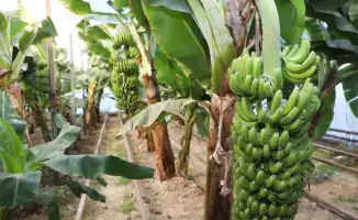 Культивирование бананов «Кавендиш» в Сарыагашском районе: международный опыт адаптации экзотических растений