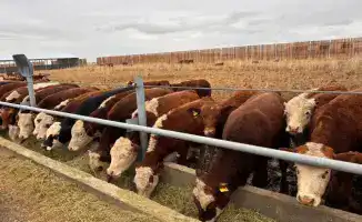 Создание Союза животноводов в Казахстане: новые возможности для фермеров и развитие кооперации
