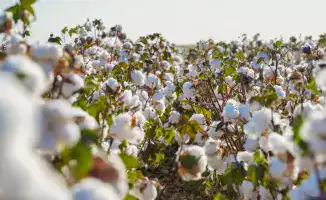 Туркестанская область: Водосберегающие технологии обеспечивают процветание сельского хозяйства