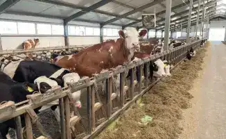 Новая ферма на 1200 голов в Алматинской области