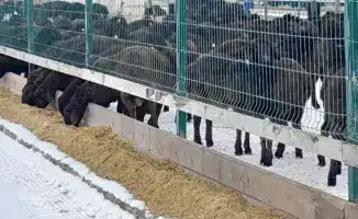 Едильбайская порода овец: новый стандарт мясной продуктивности в Казахстане и его влияние на рынок