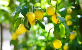 Современная теплица по выращиванию лимонов открыта в Енбекшиказахском районе для обеспечения местного рынка