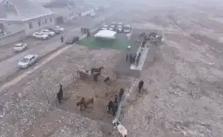 Чипирование животных: ветеринария на новом уровне в Туркестане!