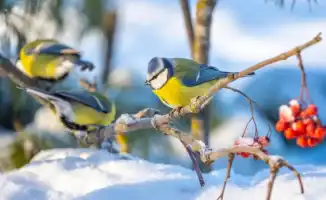 Астана прощается с морозами: Алматы ожидает потепление в начале января