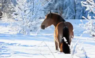 Казахстан в снежном плену: морозы до -35 и метель, как белый вихрь, накроют страну с 22 по 24 января