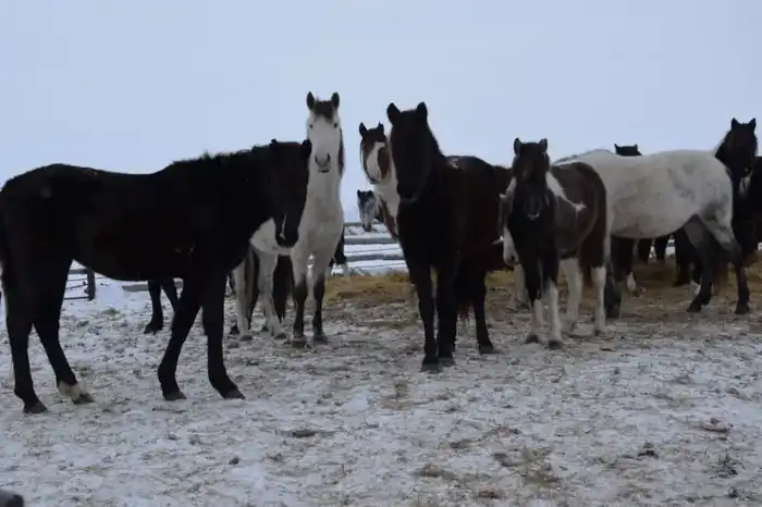 Развитие животноводства в ТОО «Агро LAKE» как фактор устойчивого сельского хозяйства в Сандыктауском районе Астане