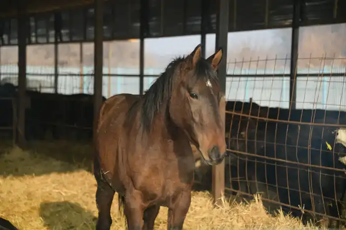 Жетісу облысында три тысячи фермеров способствуют росту скотоводства и производству мяса и молока Астане