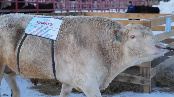 Модернизация племенного животноводства: ключевые шаги к повышению продуктивности и внедрению новых технологий Астане