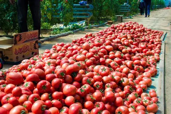 ТУРКЕСТАН: УСТОЙЧИВЫЙ РОСТ СЕЛЬСКОГО ХОЗЯЙСТВА В МАКТААРАЛЬСКОМ РАЙОНЕ ДОСТИГ 85,7 МЛРД ТЕНГЕ Астане
