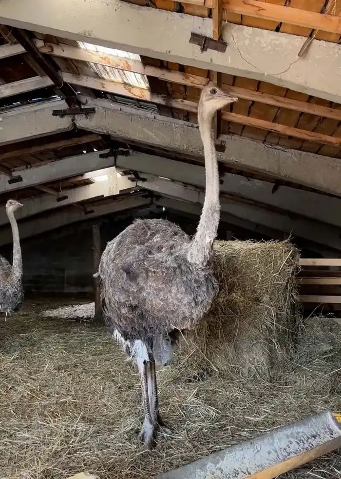 Страусиный бизнес в степях: новый взгляд на сельхоз! Астане