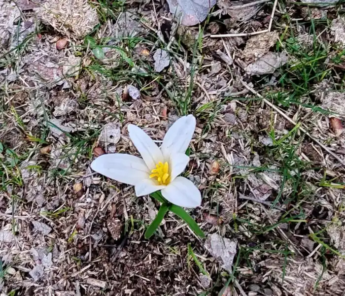 Раннее возвращение птиц и цветение подснежников в Туркестанском регионе Астане