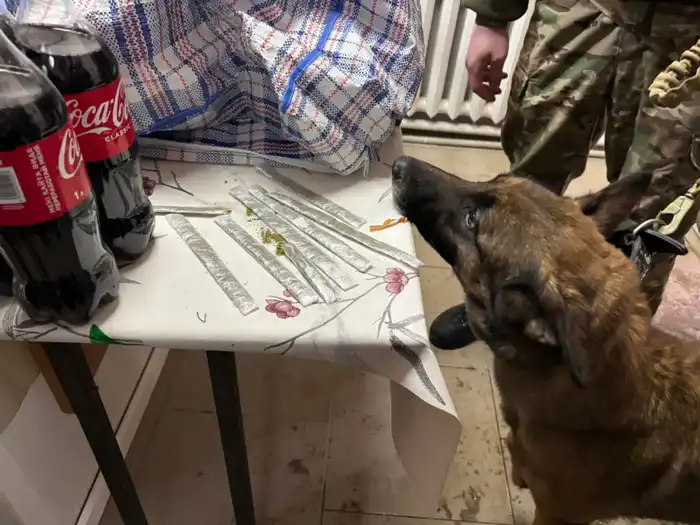 Попытка передачи наркотиков осужденному в УИС Кызылординской области провалилась благодаря сотрудникам и служебным собакам Астане