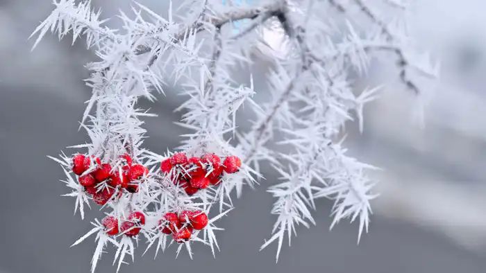 Казахстан в ледяном плену: 37-градусные морозы окутали страну, как зимний саван, по прогнозу синоптиков Казгидромета на 21-23 февраля. Астане