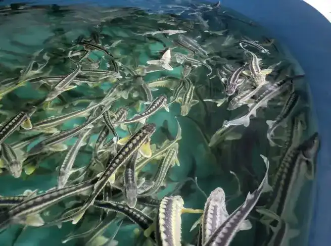 Внедрение системы контроля аквакультуры в 2027 году: шаг к легализации и прозрачности рыболовства Астане