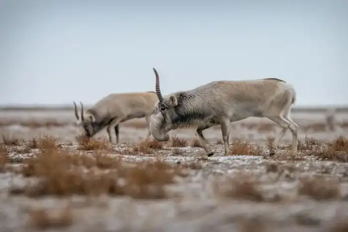 Зимняя беда сайгаков: как холод и голод ведут их в населённые пункты Астане