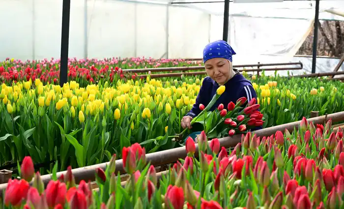 Жетісу: 60 тысяч тюльпанов к 8 Марта Астане