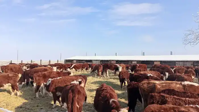 Племенные хозяйства Аксуатского района: новый виток животноводческой симфонии Астане