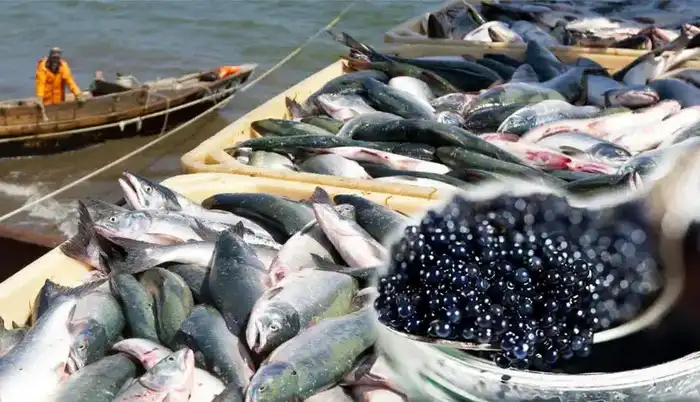 В ТУРКЕСТАНСКОЙ ОБЛАСТИ ПРЕДПРИНИМАТЕЛЯМ РАЗЪЯСНИЛИ МЕРЫ ГОСПРОДДЕРЖКИ ПО РАЗВИТИЮ РЫБНОГО ХОЗЯЙСТВА (5)