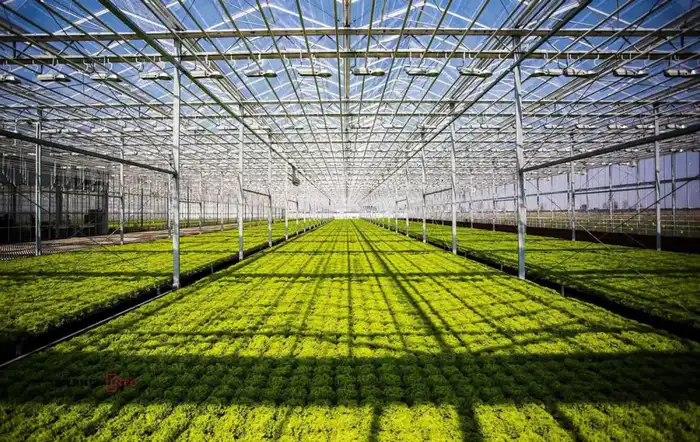 Запуск современного тепличного комплекса в Туркестане с инвестициями из Нидерландов Астане