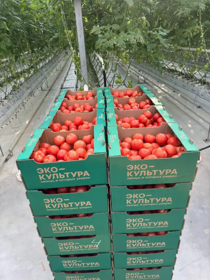 Выход первых томатов с тепличного комплекса «Экокультура Евразия» в Казахстане: новые рабочие места и продовольственная стабильность Астане