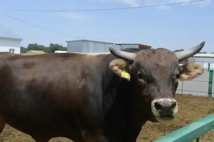 В области Жетісу более трех тысяч хозяйств занимаются животноводством (5)