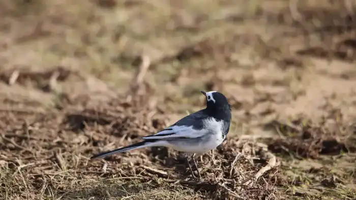 В ТУРКЕСТАНСКУЮ ОБЛАСТЬ ВЕРНУЛИСЬ ПТИЦЫ НАУРЫЗЕК И РАСЦВЕЛИ ПОДСНЕЖНИКИ (2)