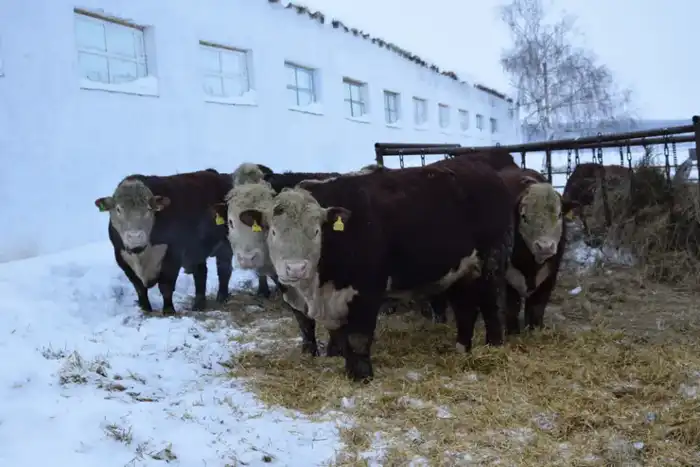 В ТОО «Агро LAKE» из Сандыктауского района развивается животноводство (2)