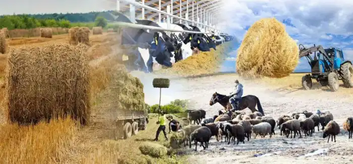 Количество сельхозкооперативов в Казахстане увеличилось на 1,5 раза за пять лет, достигнув 4 465 благодаря государственной поддержке. Астане