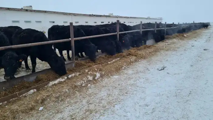 Развитие племенного животноводства в Сандыктауском районе: вклад ТОО «ПЗ Балкашинский» в аграрный сектор региона Астане