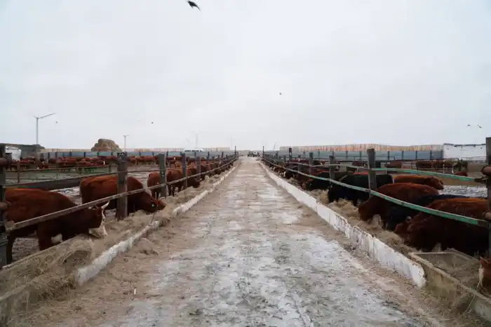 В Торгае создан консорциум для мясного кластера, завезено 4 300 голов КРС калмыцкой породы Астане