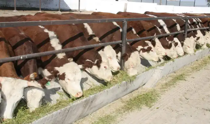 Жетісу облысында үш мыңнан астам шаруашылық мал өсірумен айналысады (2)