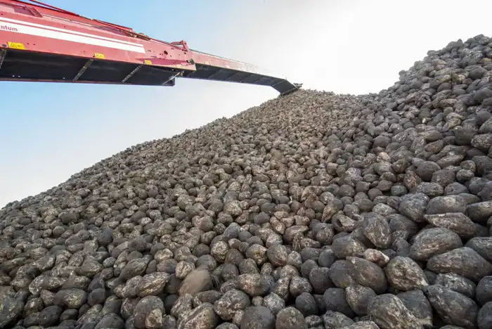 Все начинается с семян: в Жетісу используют раннеспелые сорта сахарной свеклы (3)