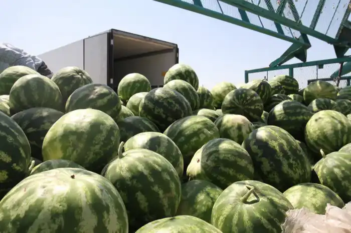 ТУРКЕСТАН: В МАКТААРАЛЬСКОМ РАЙОНЕ ЗА ПРОШЛЫЙ ГОД ПРОИЗВЕДЕНО СЕЛЬХОЗПРОДУКЦИИ НА 85,7 МЛРД ТЕНГЕ (3)