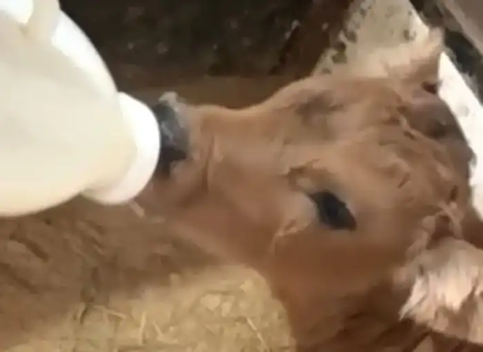 От молока к успеху: как Айгуль Куандыкова находит золотую нить между традициями и бизнесом Астане