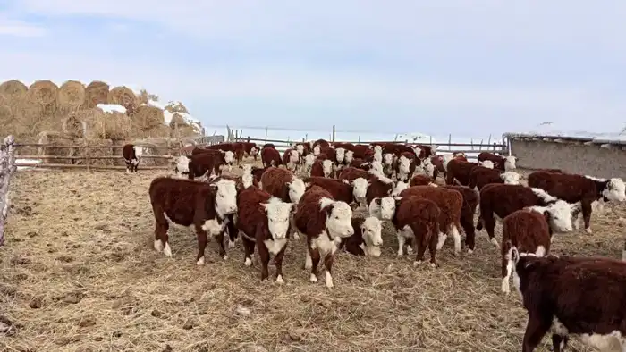 В Аксуатском районе растет число племенных хозяйств (3)