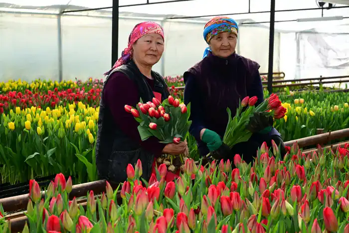 60 тысяч тюльпанов вырастила семья из Жетісу к 8 Марта (6)