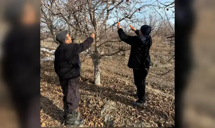 Математик в Жетісу: Применение науки в семейном садоводстве для достижения высоких урожаев Астане