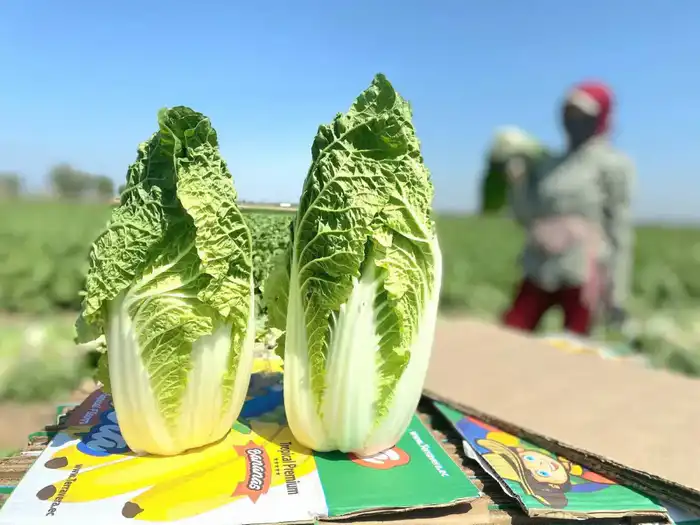 ОБЪЁМ СЕЛЬСКОХОЗЯЙСТВЕННОЙ ПРОДУКЦИИ ЖЕТЫСАЙСКОГО РАЙОНА ПРИБЛИЗИЛСЯ К 120 МЛРД ТЕНГЕ (3)