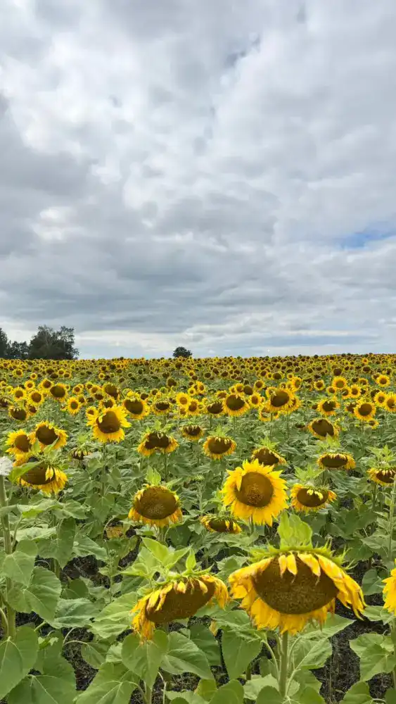 Строительство завода по подработке семян в ВКО: шаг к укреплению местного семеноводства и снижению зависимости от импорта Астане