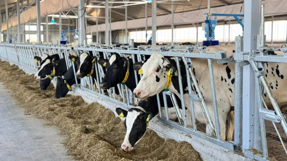В Восточно-Казахстанской области открывается новая молочно-товарная ферма на 600 голов Астане
