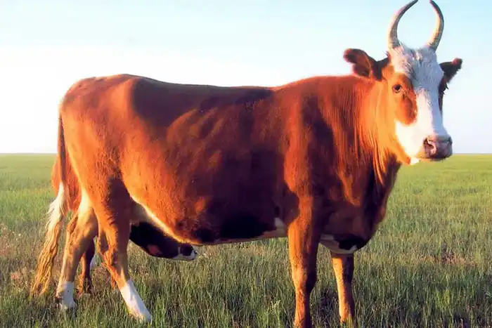 Калмыцкие коровы: новый виток мясного производства в Акмолинской области Астане