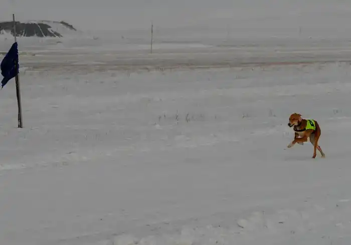 Традиции степи: самых быстрых тазы выбрали в Бухар-Жырауском районе (2)