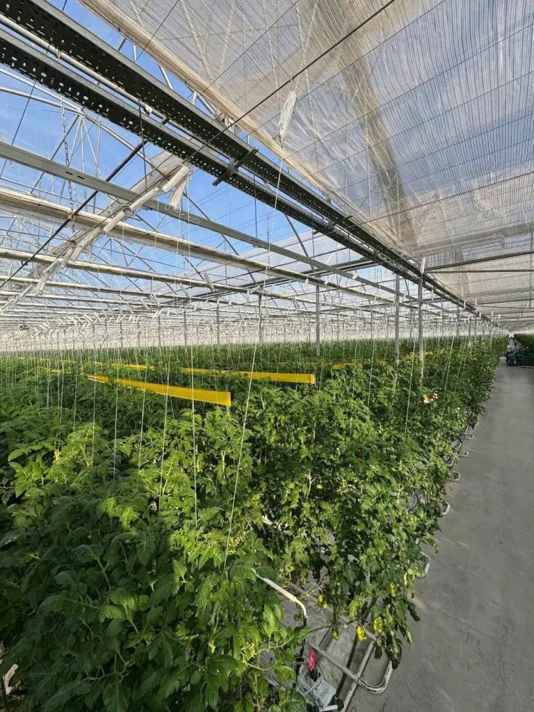 Первый урожай томатов в Туркестанской области Астане