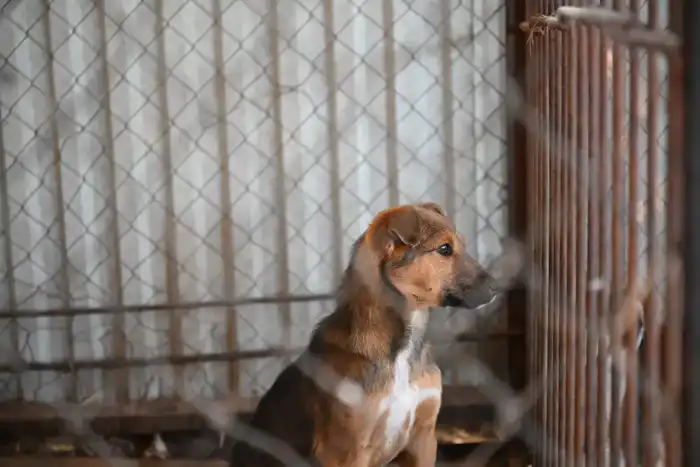 Международные усилия по контролю популяции бродячих животных в Жетісу Астане