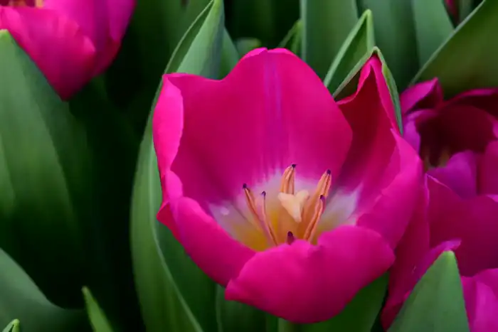 60 тысяч тюльпанов вырастила семья из Жетісу к 8 Марта (4)