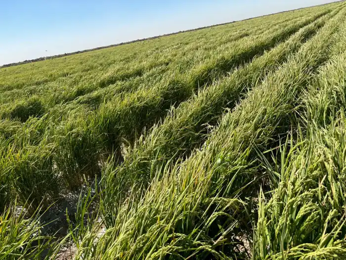 Новые технологии для экономии воды в Туркестане Астане